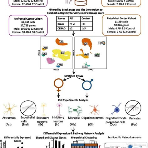 Sex Stratified Cell Type Specific Differential Gene Expression Download Scientific Diagram