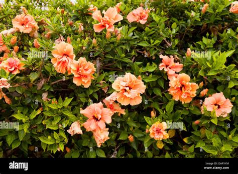 Hibiscus Flowers In Peach Colour On Bush Stock Photo Alamy