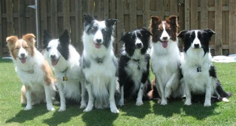 Coat and Color: Border Collies can come in multiple colors and patterns | Collie, Border collie ...