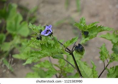 249 Shoo Fly Plant Images, Stock Photos & Vectors | Shutterstock