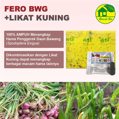 Jual FERO BWG PERANGKAP Feromon Pengendali Hama Ulat Daun Bawang TRAP