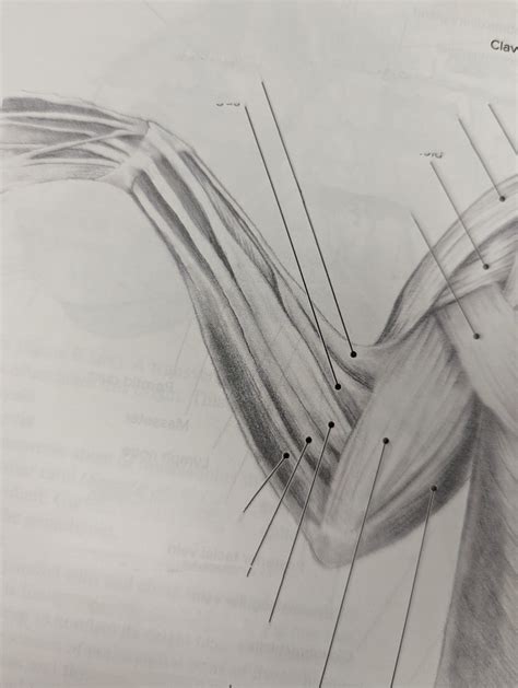 Cat Arm Muscles Dorsal Diagram Quizlet