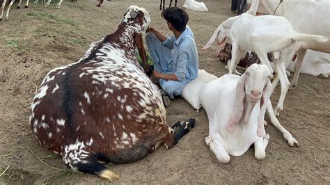 Biggest Heavyweight Beetal Bakra Of Sheikh Waseem Faislabad YouTube