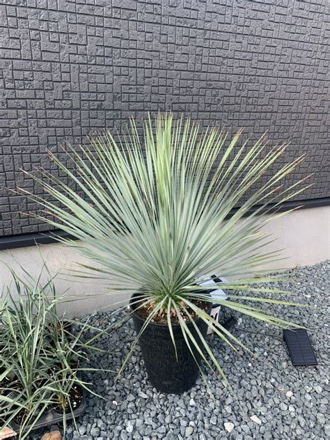 限定1鉢ユッカロストラータ 80cm観葉植物 大型 耐寒性 学名 Yucca rostrata ユッカ 鉢植え ガーデニング ドライ