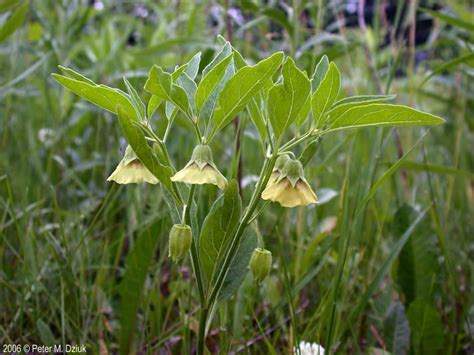 Physalis Virginiana Virginia Ground Cherry Minnesota Wildflowers