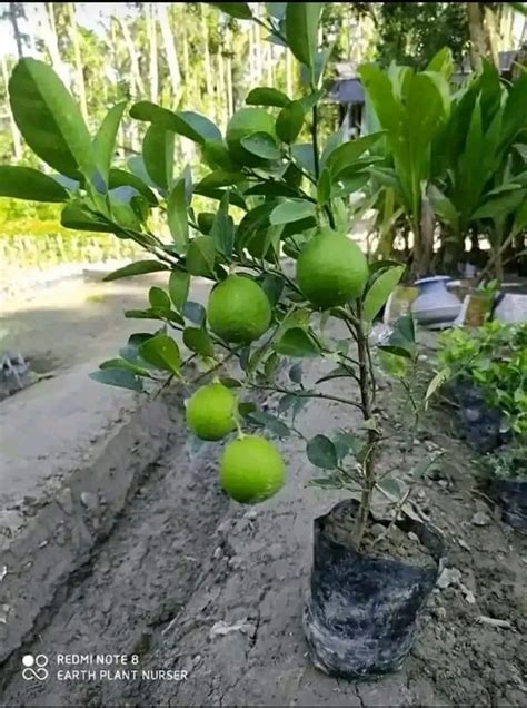 Full Sun Exposure Green Fruit Plant For Fruits At Rs Piece In