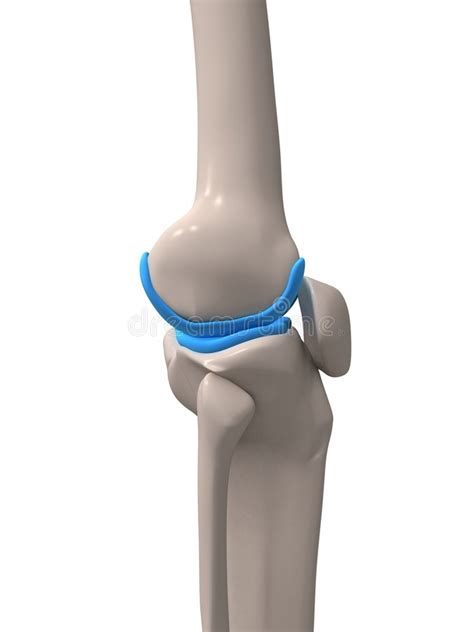 Menschliches Knie Stock Abbildung Illustration Von Meniskus