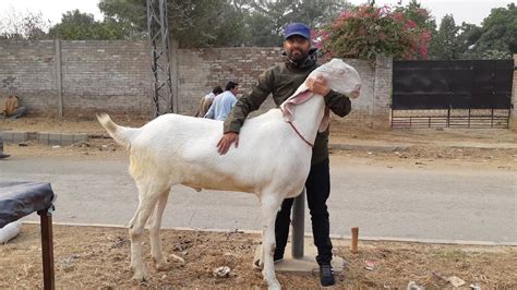 HEAVIEST Rajanpuri Gulabi Bakra In Bakra Mandi 2018 YouTube