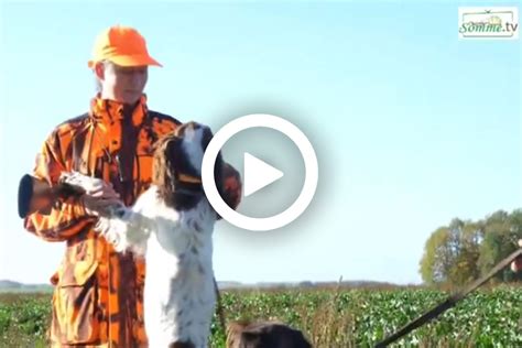 Somme la fédération organise la journée du chien de chasse Chasse