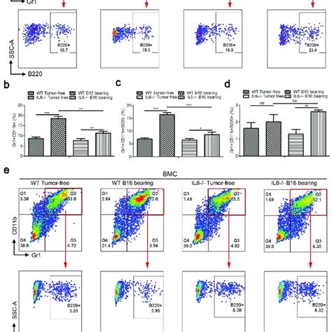 Gr Cd B B Cells From Tumor Bearing Mice Spleens Show No