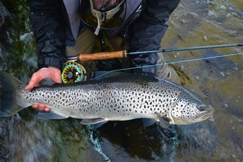 The Ice Age Brown Trout Fish Partner Fly Fishing In Iceland