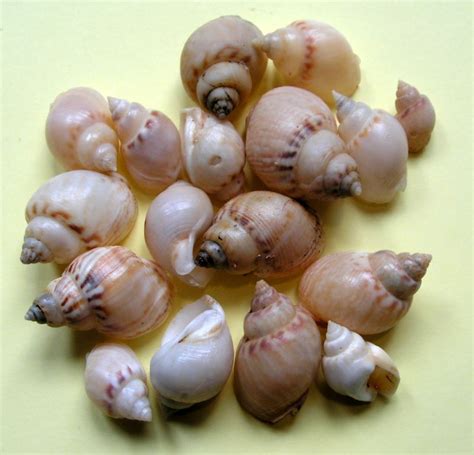 Tritia mutabilis (Linnaeus, 1758)
