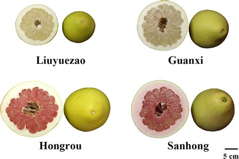 Frontiers Fruit Quality And Volatile Constituents Of A New Very Early