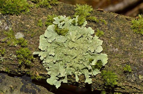 Lichens Growing On Sugar Maple Trees A Sign Of Not Enough Water Press