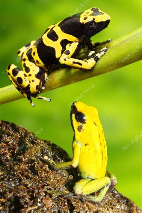 Strawberry Poison Dart Frog Life Cycle