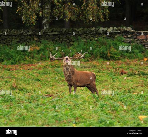 English Red Stag Hi Res Stock Photography And Images Alamy