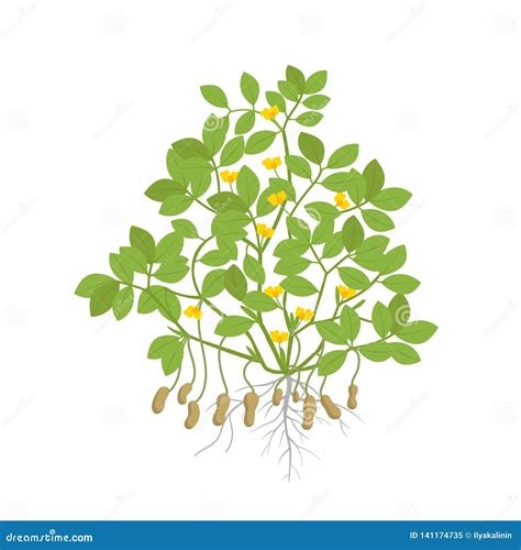 Peanut Plant Plant With Roots And Tubers Flowers And Leaves Legumes