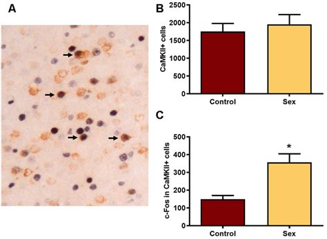 Female Sexual Behavior Increases The Number Of C Fos Neurons In Camkiiα Download Scientific