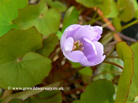 Jeffersonia dubia Asian Twinflower