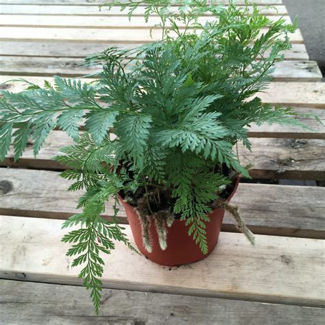 Rabbit Foot Fern Davallia Fejeensis Anything Grows