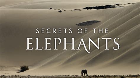 Secrets Of The Elephants