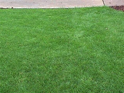 Silver Falls Seed Company Ryegrass Perennial Turf Type