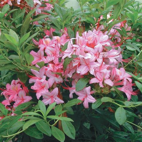 Spring Hill Nurseries Pink and Sweet Azalea Pink Flowering Shrub in 1 ...