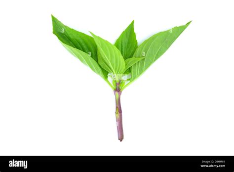 Green Basil Close Hi Res Stock Photography And Images Alamy
