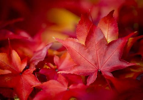 Japanese Red Maple - Fannin Tree Farm