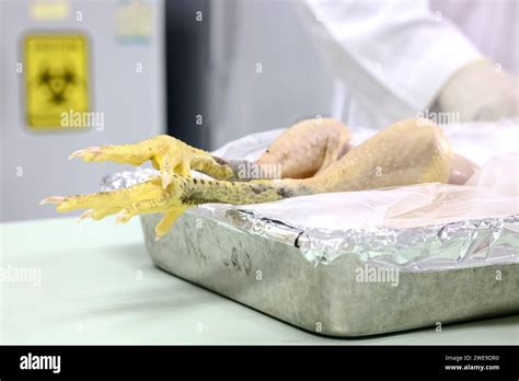 A Chicken Sits In A Tray Before A Lab Assistant Takes A Sample As They