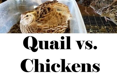 Quail Vs Chickens Which Is Better With Video Proverbs Homestead