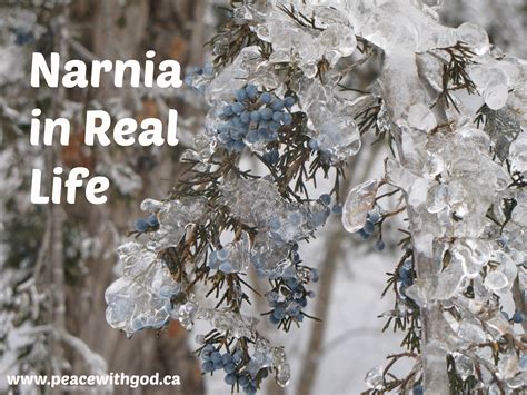 The Aftermath of Trauma (Narnia in Real Life) - Peace With God