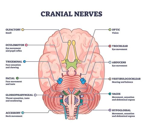 Brain Functions Vector Illustration Labeled Explanation Organ Parts