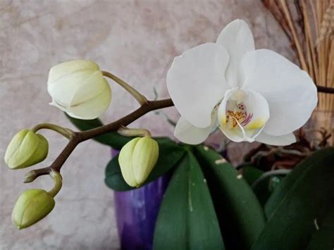 Cosa Fare Con Un Orchidea Le Cui Foglie Hanno Cominciato A Sbiadire