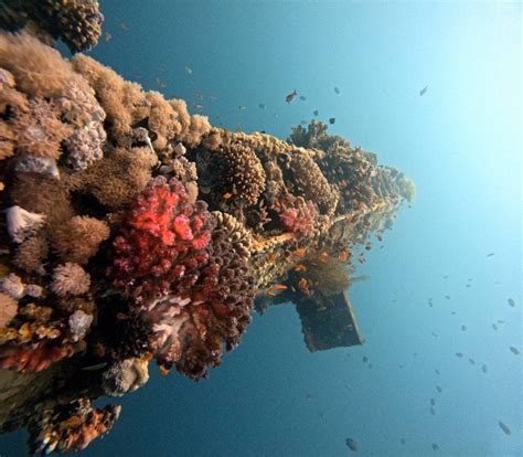 Dive Sites Aqaba Leaders Dive Center