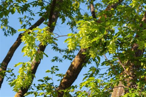 A Twig Of A Common Yew With Male Cones Stock Image Image Of Baccata Foliage 216392377