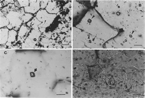 A D Photomicrographs Of Fluid Inclusions In Diana Metasyenites All