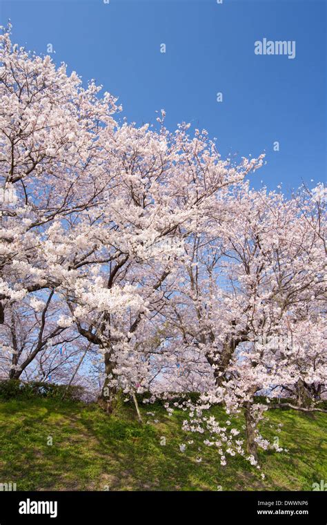 Cherry blossoms, Saitama Prefecture, Japan Stock Photo - Alamy