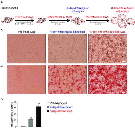 The Schematic Of The Differentiation Of T L Adipocytes A