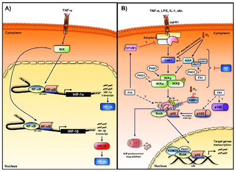 Levels Of Crosstalk Between The Hif And The Nf B Pathways A Nf B