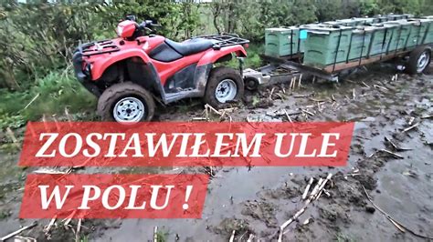 Zakopalem Sie Z Pszczo Ami W Polu Nie By O Wyjscia Pszczelarz