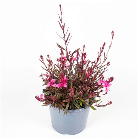 Grow By Obi Prachtkerze H He Ca Cm Gaura Lindheimeri Gaudi Kaufen