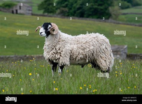 Swaledale Ram In Traditional Upland Pasture Hawes North Yorkshire Uk