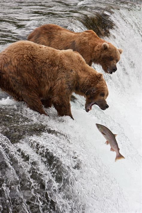 Coastal Brown Bears Of Katmai National Park Alaska Pics