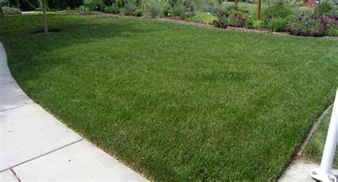 Dwarf Fescue Lawn Sod With Park Avenue Turf