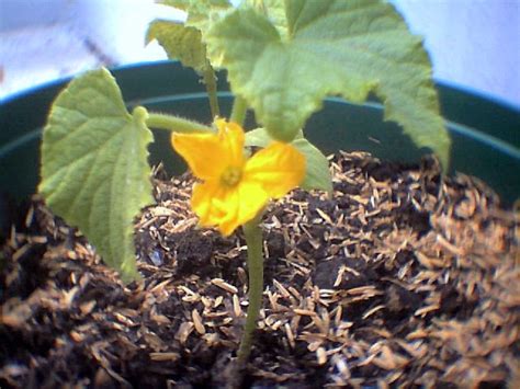 Flor de pepino Todo Sobre Cultivo Hidropónico