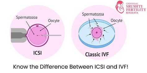 What Is Difference Between Icsi And Ivf Best Ivf Centre