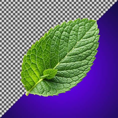 Premium Psd A Mint Leaf Isolated On Transparent Background