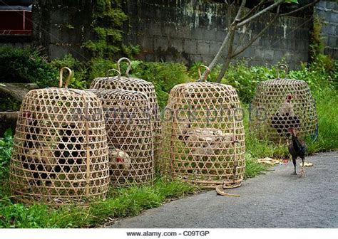 In Bali Roosters Are Kept In Bamboo Cages By The Side Of The Road To