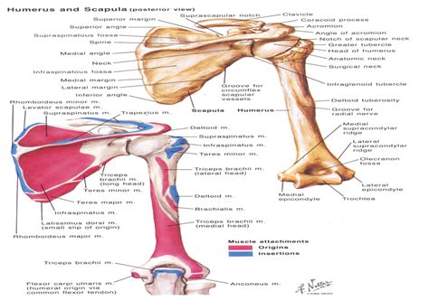 Serratus Anterior Origins Insertions And Scapular Movements Diagram